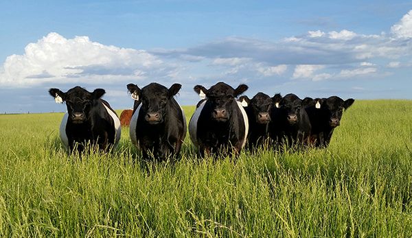 Belted Galloway field